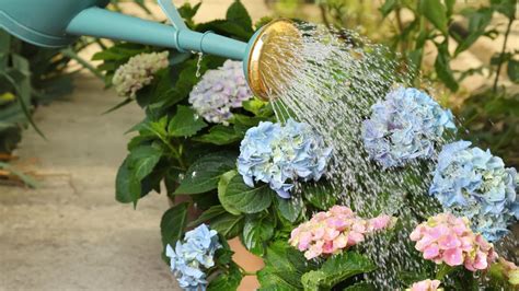 Arrosage d'un hortensia en pleine terre
