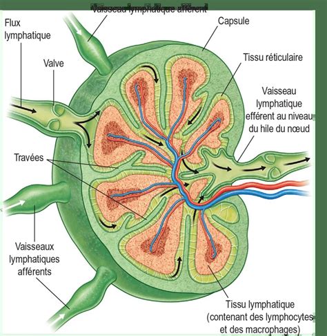 Schéma expliquant la coupe entre deux nœuds et le retrait des feuilles basses pour une bouture de tige