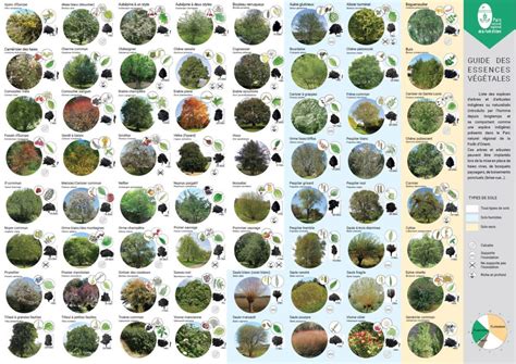 Tableau récapitulatif des essences d'arbres et arbustes selon les conditions de sol