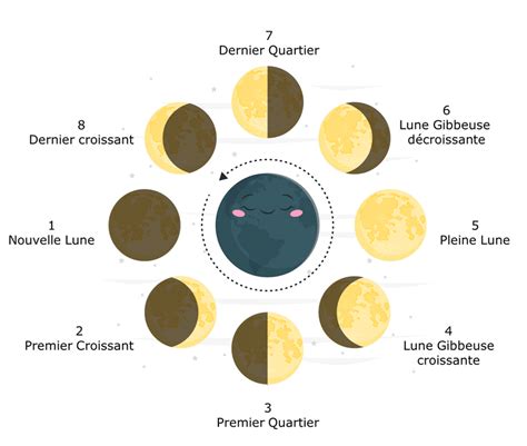schéma illustrant les différentes phases de la lune et leur influence sur les cycles de plantation au potager