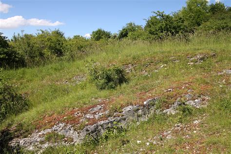 représentation d'un criquet typique des pelouses sèches