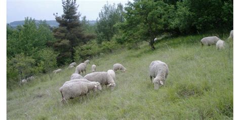 moutons pâturant une pelouse calcaire