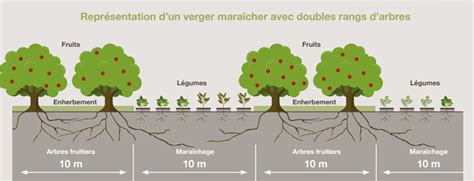 Schéma explicatif de l'espacement idéal entre les rangs d'arbres fruitiers en fonction du type de conduite (gobelet vs axe)