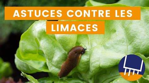 Infographie comparant l'appétence des limaces selon les familles d'engrais verts