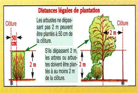 Illustration des distances légales de plantation de haies par rapport à la limite de propriété