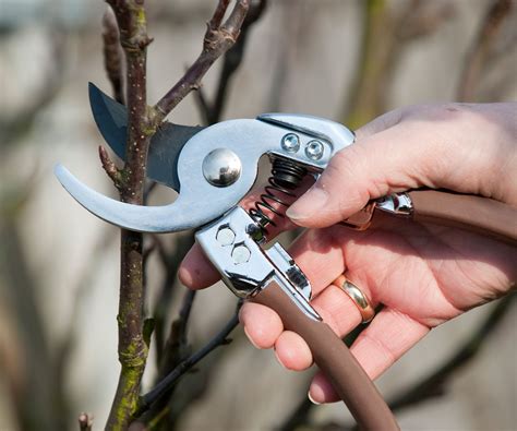 un jardinier taille des arbustes avec des outils spécialisés