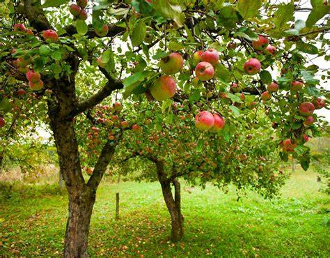 Récolte de fruits sur un pommier palissé