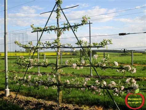 Pommier en palmette contre un mur