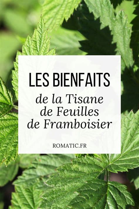 Infographie sur les bienfaits de la tisane de feuilles de framboisier