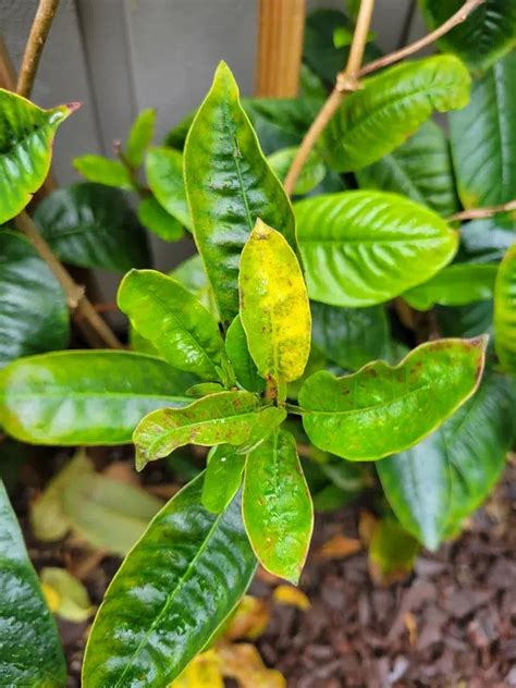 Illustration des signes de stress sur les feuilles de dipladenia