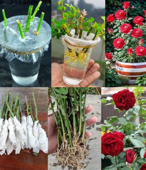 Photo de boutures en godets avec un substrat aéré (mélange terre et perlite)