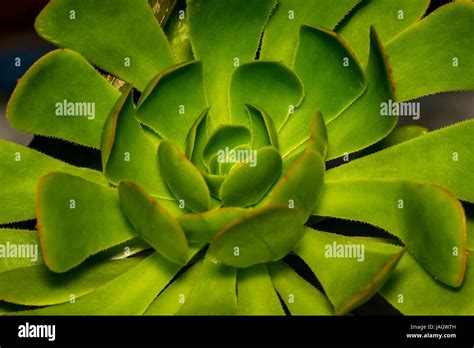 Gros plan sur une rosette d'Aeonium dans un jardin ensoleillé