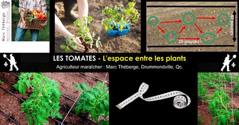 Diagramme montrant l'espacement idéal entre les plants de tomates