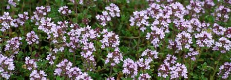 Massif de thym en fleurs au soleil