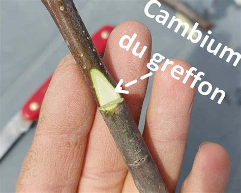Schéma illustrant la structure du cambium lors d’une greffe réussie