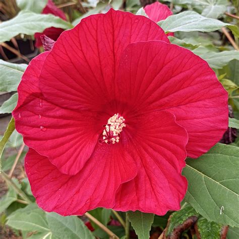 Diverses variétés d'Hibiscus moscheutos