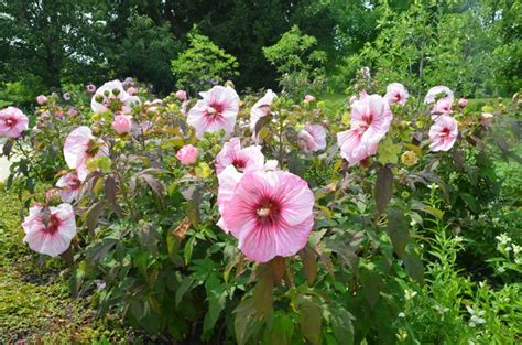 Exemple d'aménagement de jardin avec hibiscus des marais