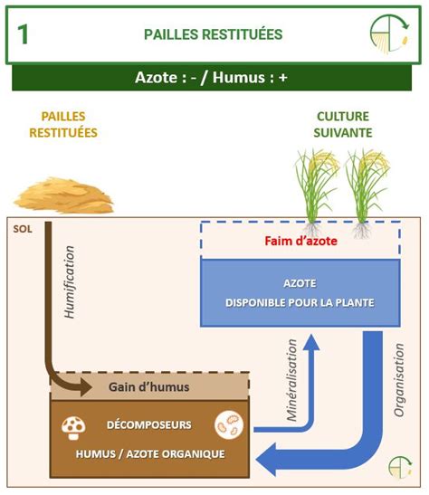 Infographie sur le phénomène de faim d'azote