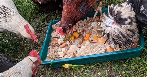 Poules grattant la terre dans un tracteur à poules