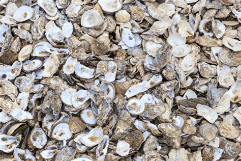 Poule picorant des coquilles d'huîtres concassées