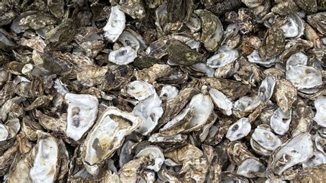 Tas de compost avec des coquilles d'huîtres visibles
