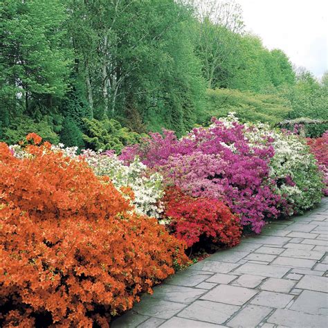 Massif fleuri d'azalées japonaises au printemps