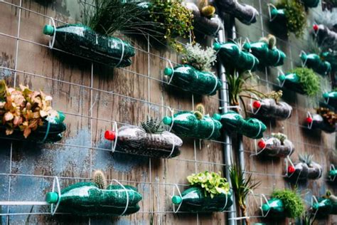 Un mur végétal composé de bouteilles en plastique remplies de plantes aromatiques
