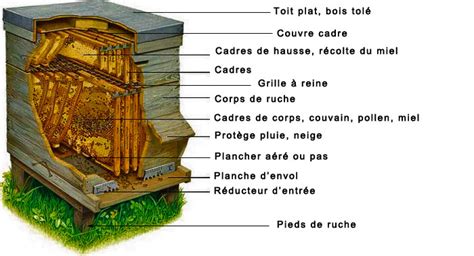 Schéma illustrant la structure d'une ruche avec le corps et la hausse