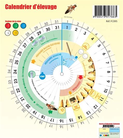 Infographie montrant le calendrier apicole annuel