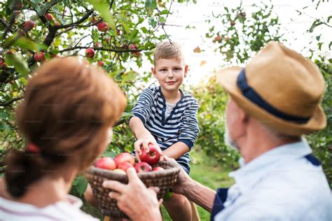 Famille en train de cueillir des pommes dans un verger