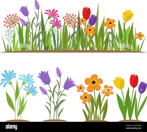 Illustration d'un cognassier en fleur au printemps