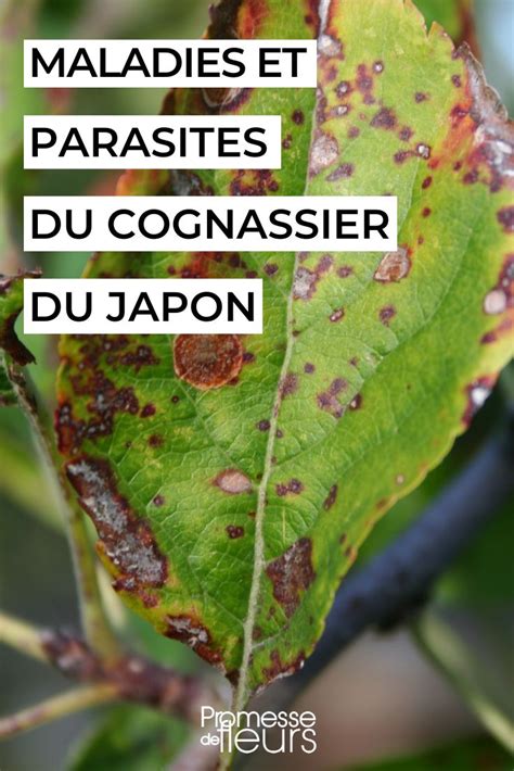 Schéma illustrant les maladies courantes du cognassier