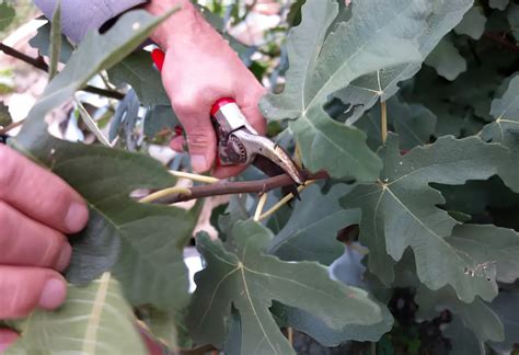 Photo montrant l'application d'un mastic cicatrisant sur une branche de figuier après une coupe nette