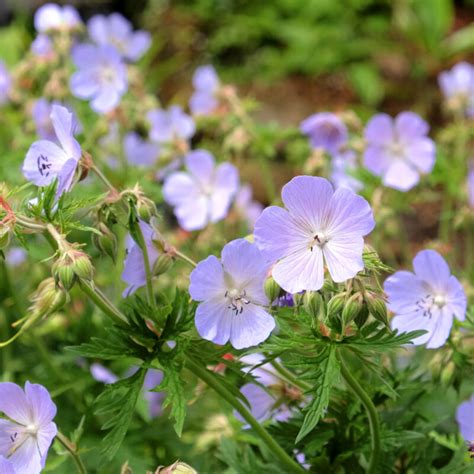 Gros plan sur les fleurs de Geranium pratense 'Mrs Kendall Clark'