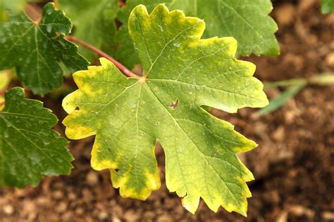 Plante avant et après traitement de la chlorose