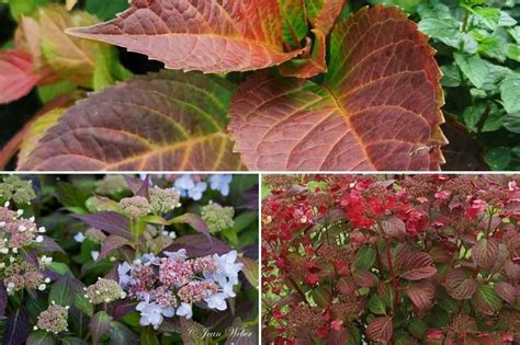 Hortensias aux feuilles jaunies