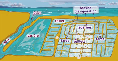 Schéma des différents bassins d'un marais salant