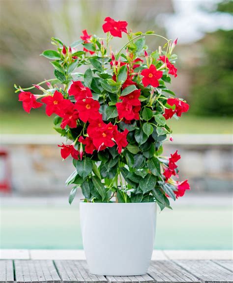 Dipladénia en fleurs sur un treillage
