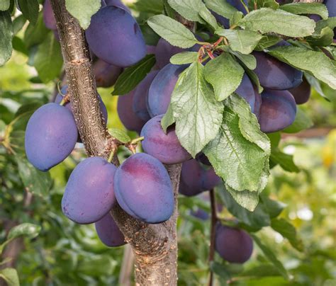 Prunier Quetsche d'Alsace en fleurs