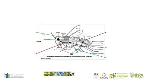 Schéma du mode d'action de l'huile blanche sur un insecte