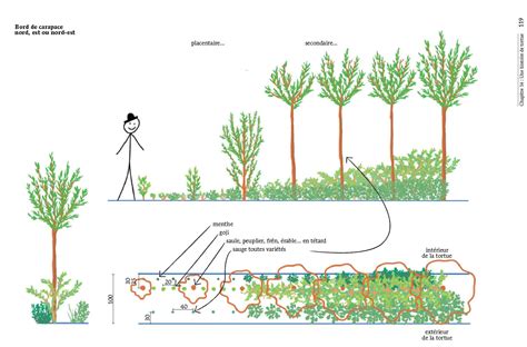 schéma explicatif de la syntropie en jardinage