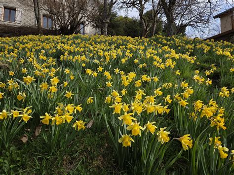 Champ de jonquilles en pleine floraison