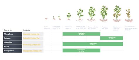 infographie sur les besoins en arrosage et fertilisation selon les saisons pour les plantes de balcon