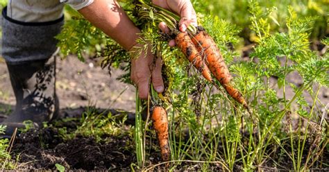 récolte légumes mars