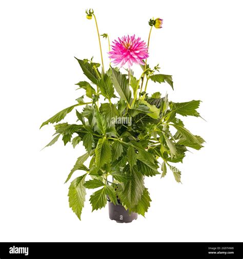 Illustration d'un dahlia en pleine floraison