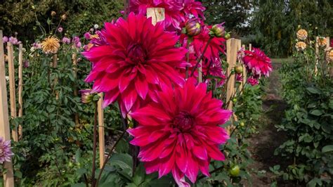 Massif de dahlias de différentes couleurs et formes