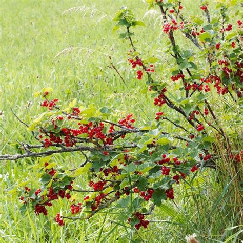 Groseillier avec des fruits rouges