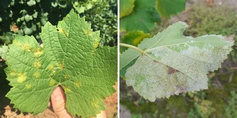 Vigne atteinte de mildiou