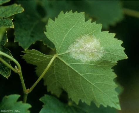 Feutrage blanc de mildiou sur la face inférieure d'une feuille de vigne