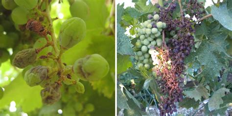 Grappe de raisin saine à côté d'une grappe atteinte de mildiou